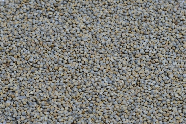 Green Millet